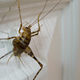 Illustration for article titled Shooting Challenge: Bugs Gallery (Part 5)